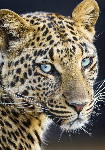 Dru Blair: Airbrush - Big Cats Mexico March 2023