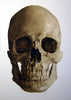Classroom in a Box (study/class demo): Skull