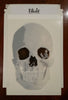 Classroom in a Box: Skull project - (no paint or tools)