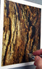 Blair Stencil - Bark