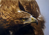 Wildlife (study/class demo): Golden Eagle