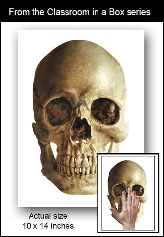 Classroom in a Box: Reference - Skull
