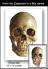 Classroom in a Box: Reference - Skull