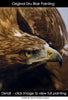 Wildlife (study/class demo): Golden Eagle