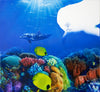 Dru Blair: Airbrush - Wildlife Marine Animals</b><p>Held in January 2016</p>