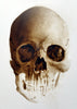 Classroom in a Box: Skull project - (no paint or tools)