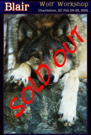 Dru Blair: Airbrush - Wildlife: Wolf SOLD OUT</b><p>Feb-25-28, 2021</p>